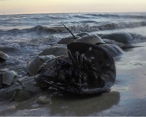 Horsehoe crab mass death